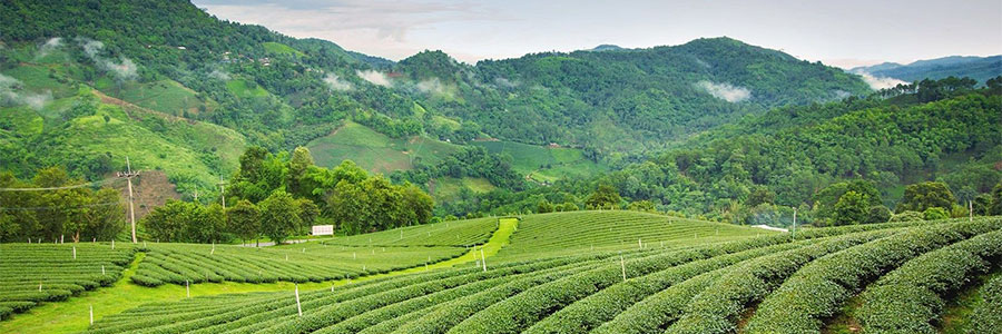 DARJEELING 4 NIGHTS AND 5 DAYS