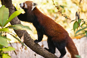 Red Panda