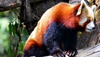 Red Panda