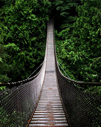 Canopy Walking